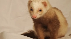 Jak volat fretky, jména pro chlapce a dívky